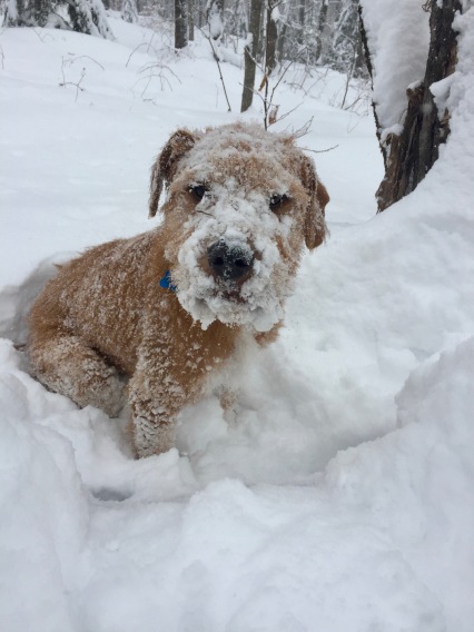 The abominable snow fritz.