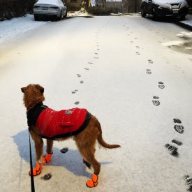 Snow walks with Fritz.