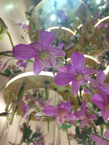 Thousands of fresh orchids at the Four Seasons